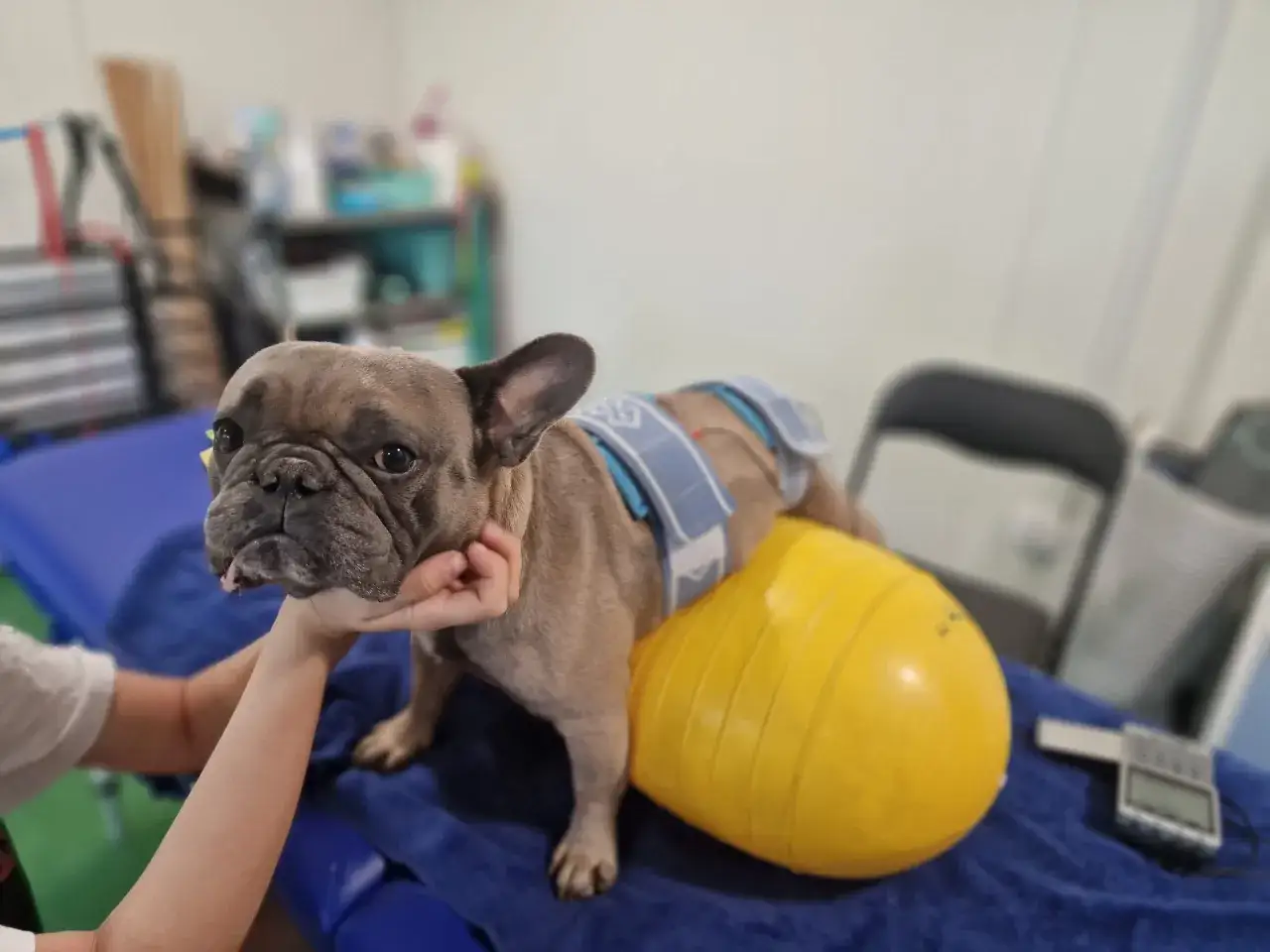 Francuski buldog w specjalnej kamizelce rehabilitacyjnej, leżący na żółtej piłce. Nivalin dla psa pomaga w rekonwalescencji.