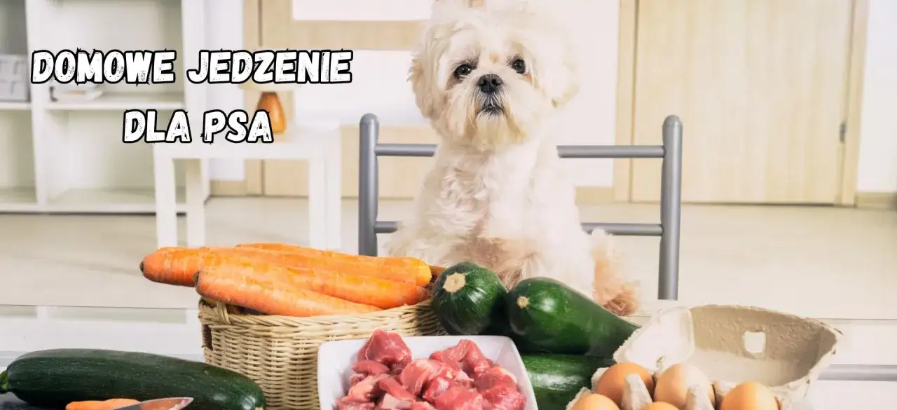 Biały piesek czeka na domowe jedzenie dla psa. Na stole marchewki, cukinia, mięso i jajka. Dowiedz się, jak gotować dla psa.