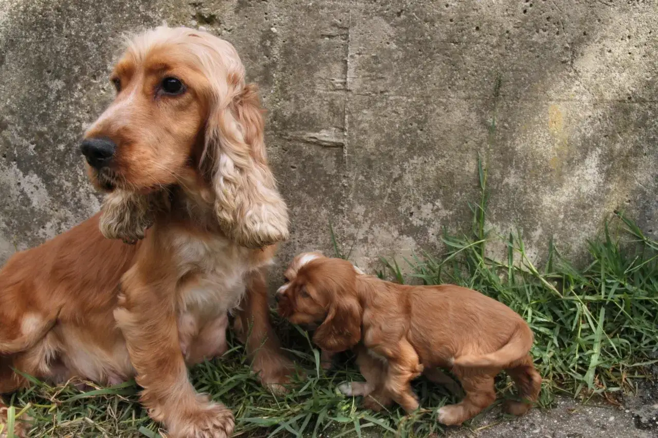 Cocker spaniel hodowla ZKwP: mama i szczenię w trawie przy betonowej ścianie.