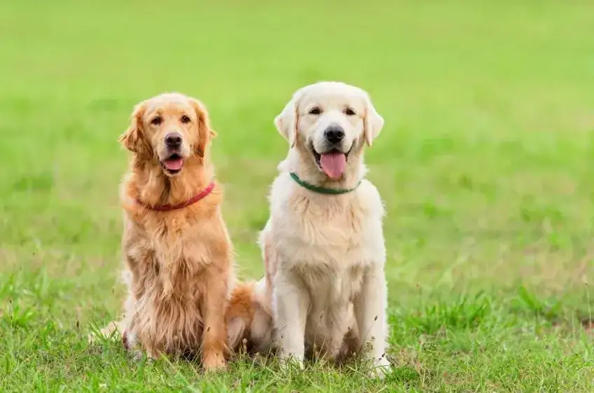 Zdjęcie Czy golden retriever jest agresywny? Poznaj prawdę o tej rasie