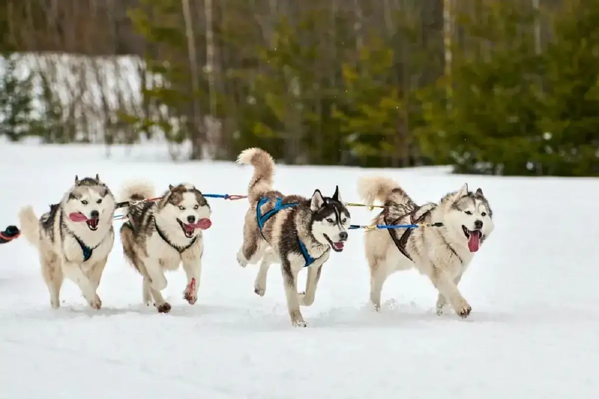 Cztery psy zaprzęgowe rasy husky pędzą przez śnieg, z językami na wierzchu, gotowe do pokonania każdego dystansu.