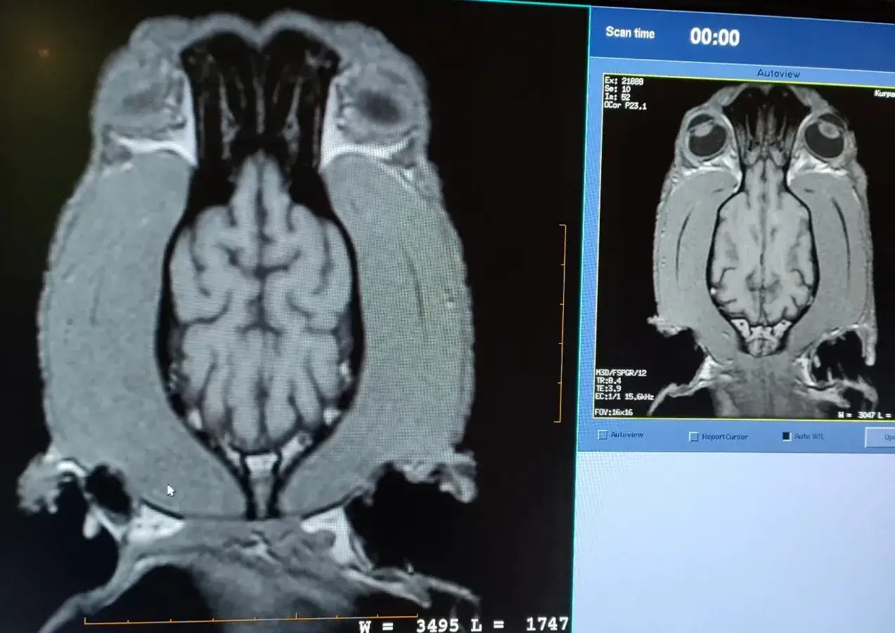 porównanie rezonansu i tomografii weterynaryjnej