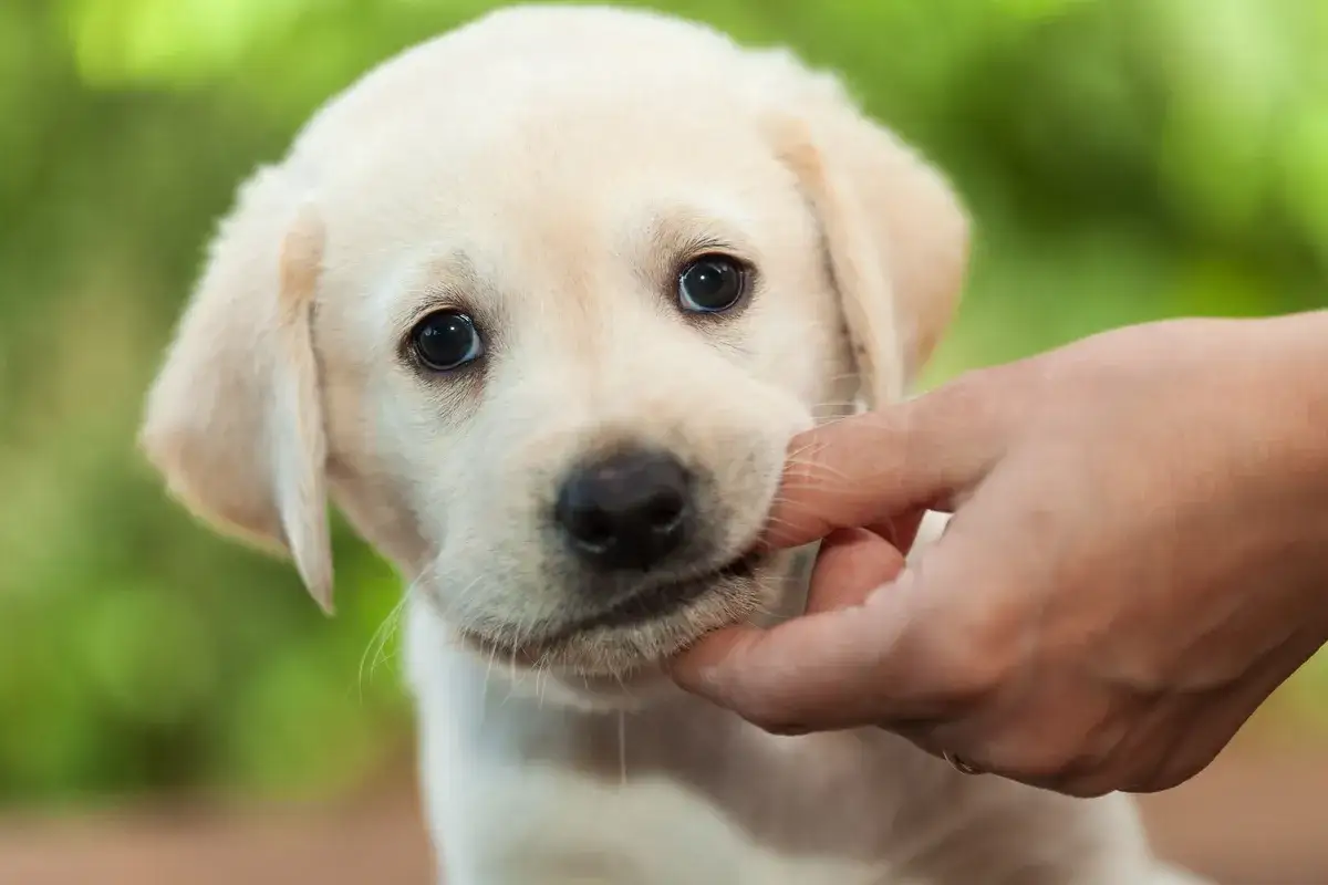 Uroczy szczeniak labradora, którego ręka delikatnie głaszcze, zaprzecza stereotypom, że czy labrador jest agresywny.