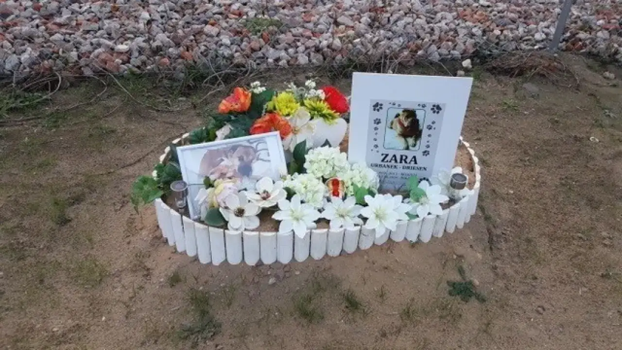Grób Zary, ukochanej suczki. Miejsce, gdzie pochować psa, ozdobione kwiatami i zdjęciami.