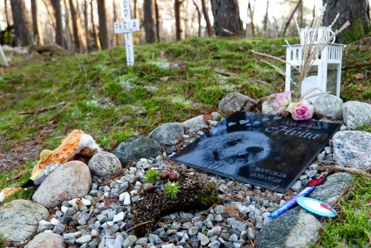 Grób ukochanej Hvity, z pluszowym liskiem i kamieniami. Pytanie