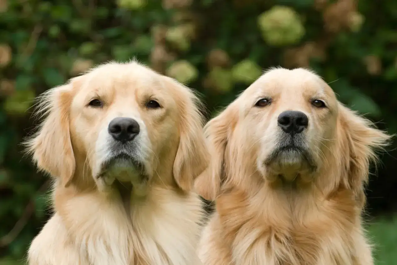 Dwa psy rasy golden retriever mieszaniec, patrzą w obiektyw z zielonym tłem.