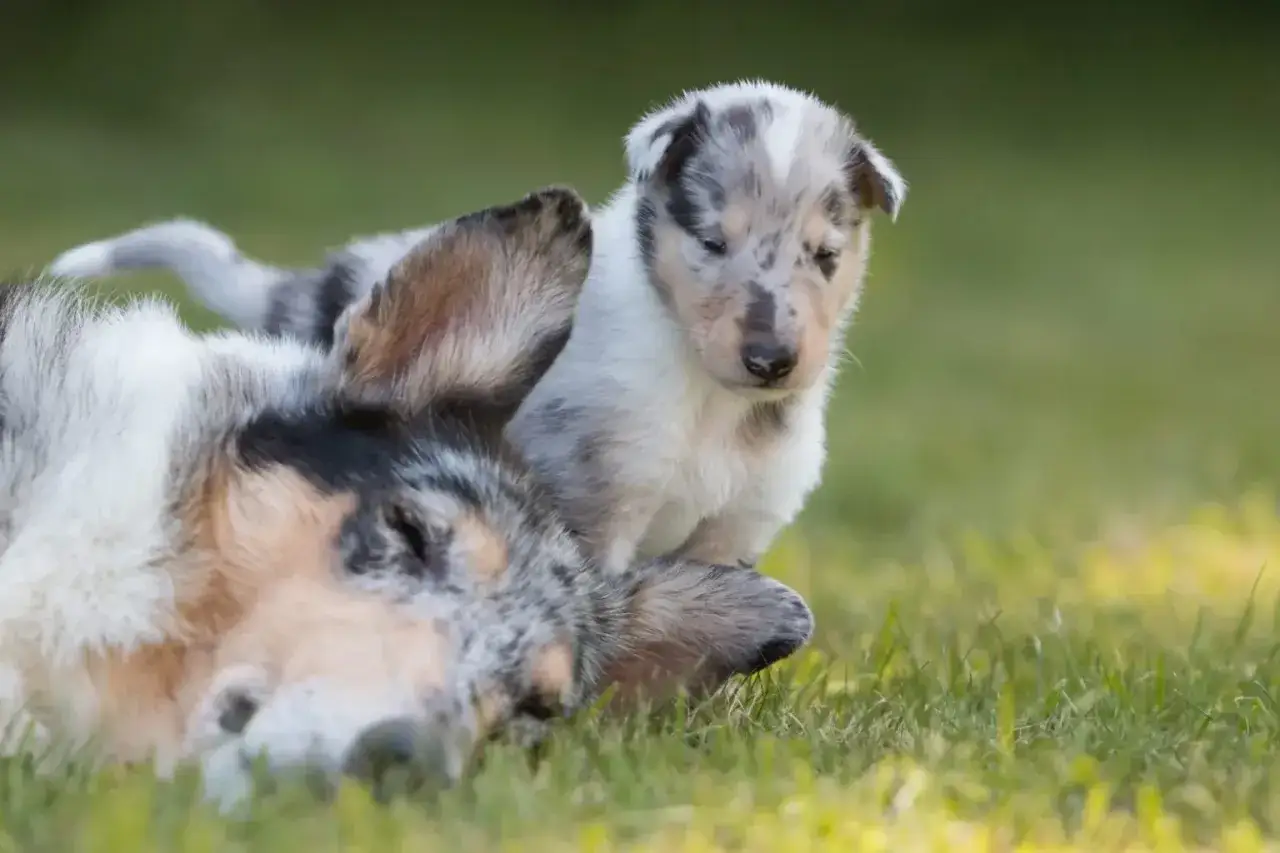Słodki szczeniak owczarka collie krótkowłosego wspina się na śpiącego rodzica na trawie.
