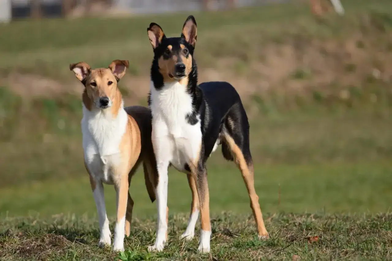 Dwa owczarki collie krótkowłose, jeden rudy z białym, drugi trójkolorowy, stoją na trawie.