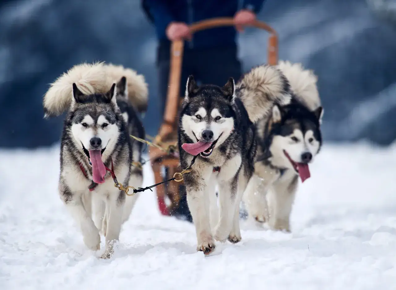 Trzy psy zaprzęgowe ras husky i malamut pędzą przez śnieg, ciągnąc sanki.