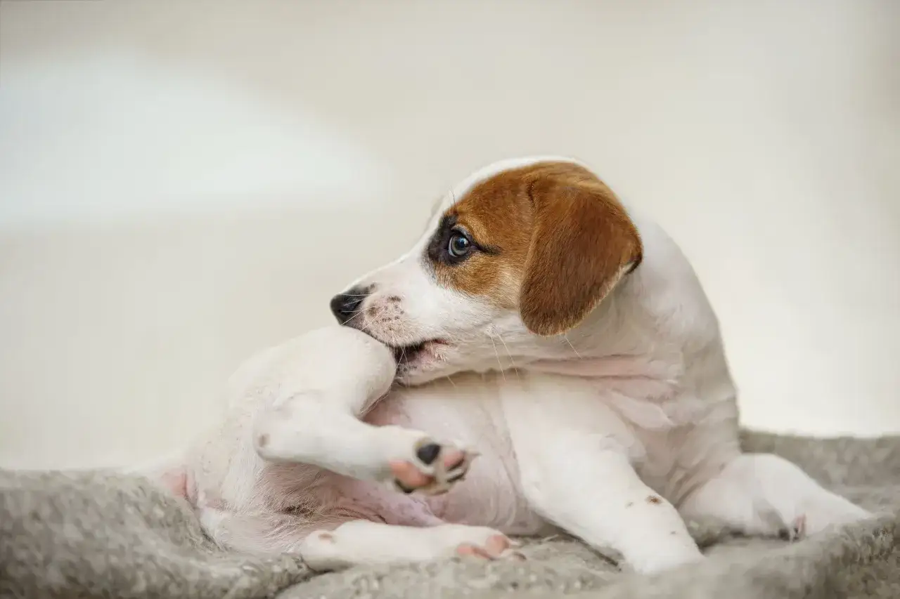 Szczeniak Jack Russell Terrier gryzie łapkę, być może z powodu swędzenia, które może być jednym z apoquel skutki uboczne.