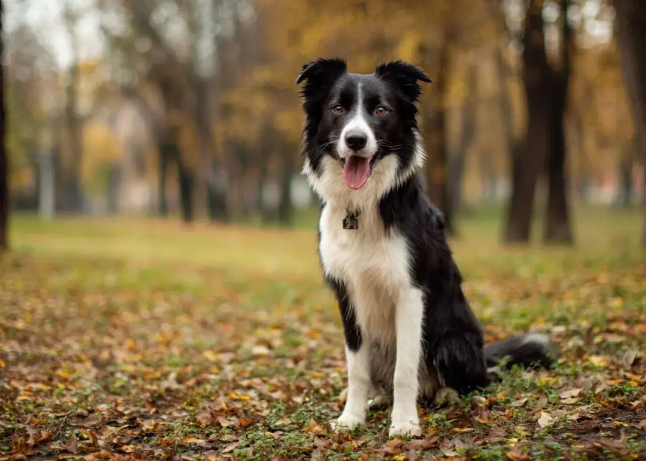 Mieszaniec border collie siedzi na jesiennym tle, z językiem na wierzchu, gotowy do zabawy.