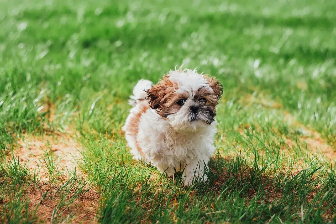 Uroczy szczeniak shih tzu na trawie. Zastanawiasz się, ile powinien ważyć shih tzu? Ten maluch jest idealnym przykładem!
