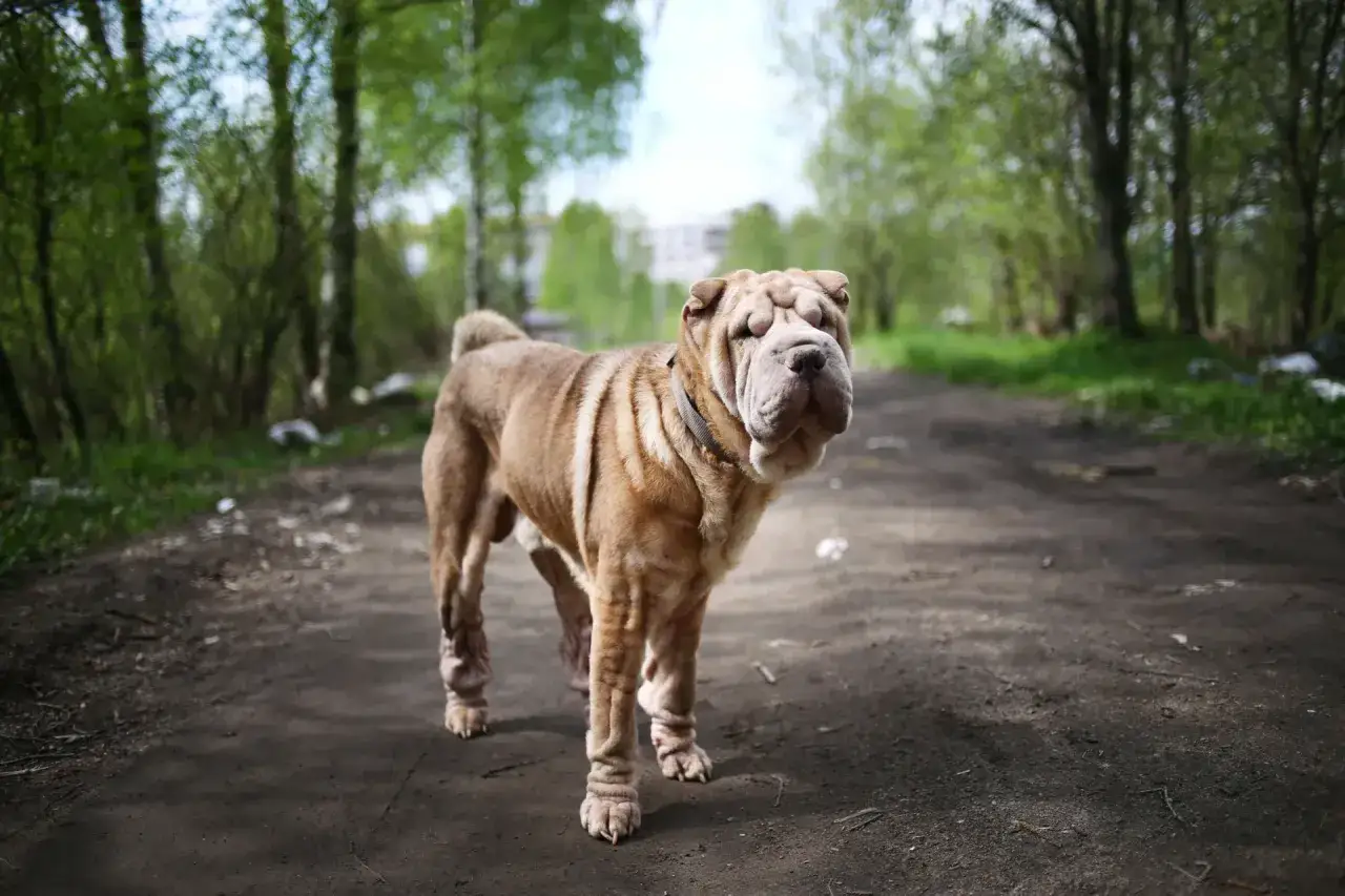 Pies rasy shar pei o brązowym umaszczeniu stoi na leśnej ścieżce.