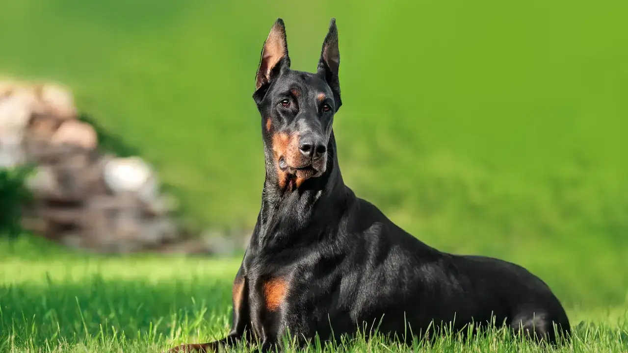 Elegancki doberman obcięte uszy leży na trawie, wpatrując się w dal.