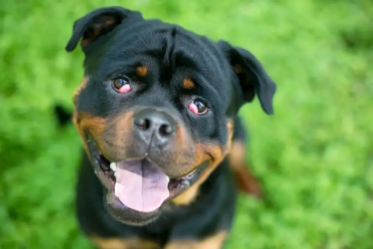 Rasy ps&oacute;w cherry eye predyspozycje