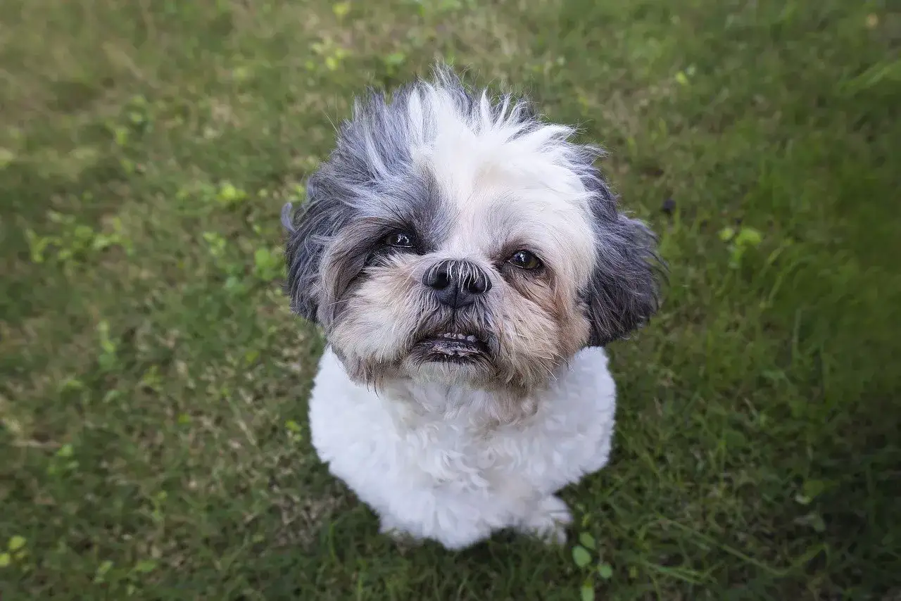 Uroczy shih tzu siedzi na trawie. Zastanawiasz się, ile powinien ważyć shih tzu? Ten piesek wygląda na zdrowego i szczęśliwego.