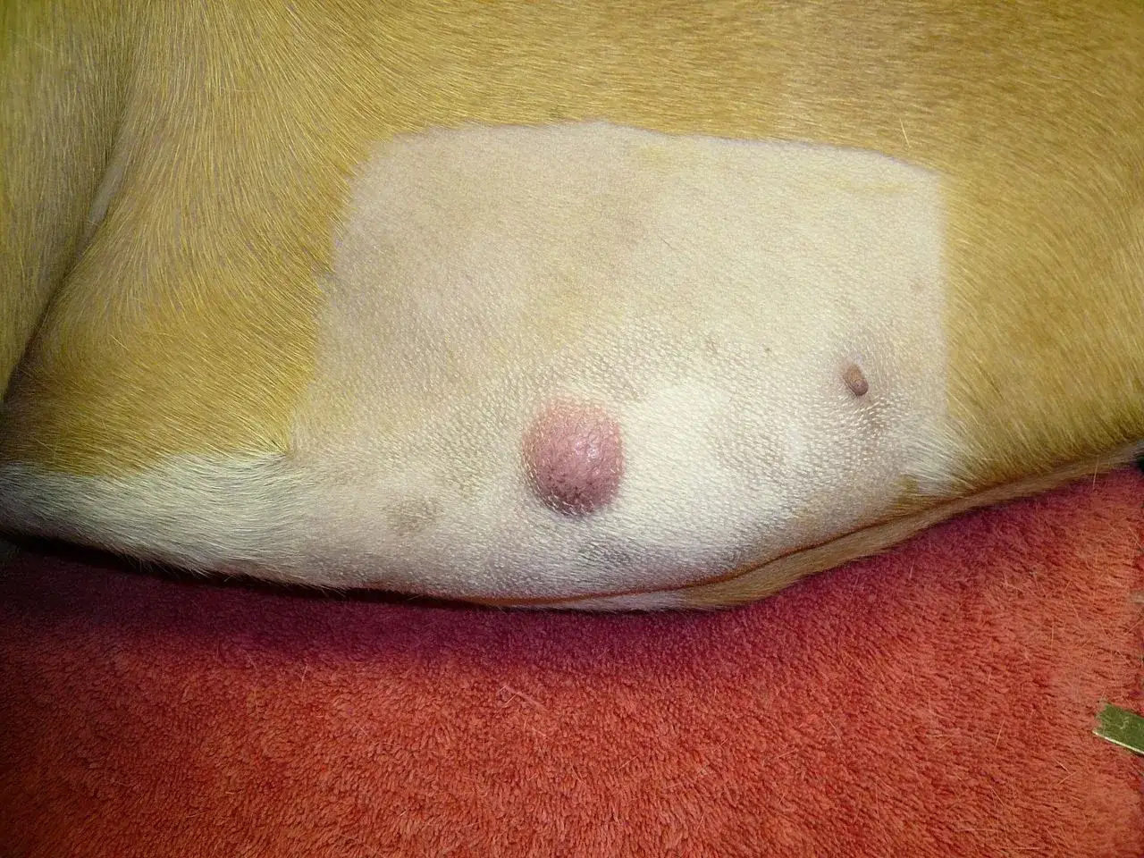 pies z guzkiem na skórze