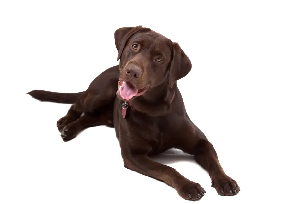 Czekoladowy labrador leży, dysząc radośnie. Idealny piesek do pielęgnacji, potrzebuje tylko dobrej szczotki dla labradora.