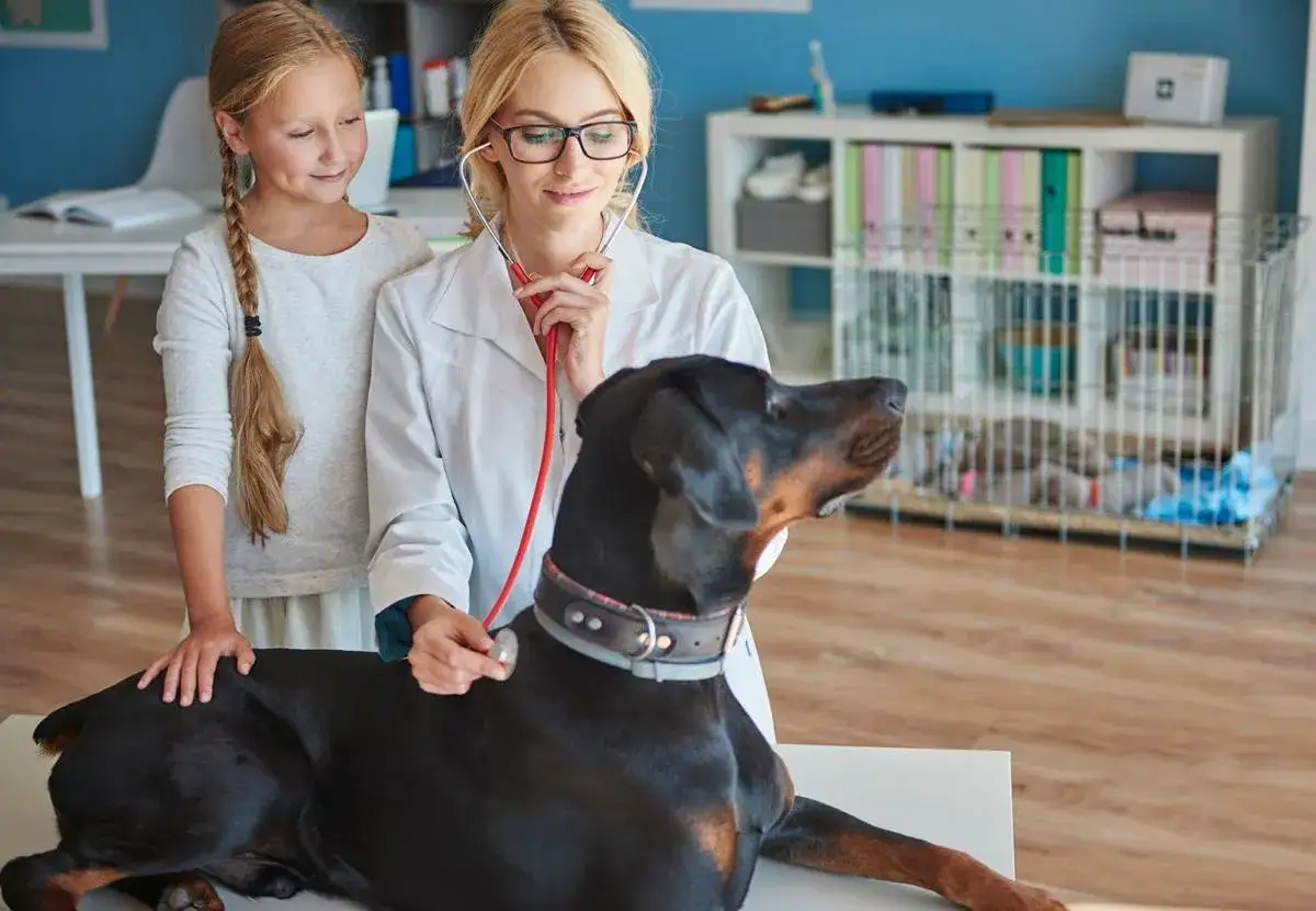 Weterynarz bada dobermana, a mała dziewczynka z zaciekawieniem obserwuje.