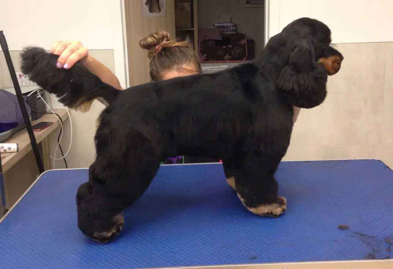 Czarny cocker spaniel z profesjonalnymi cocker spaniel fryzury, gotowy na wystawę.