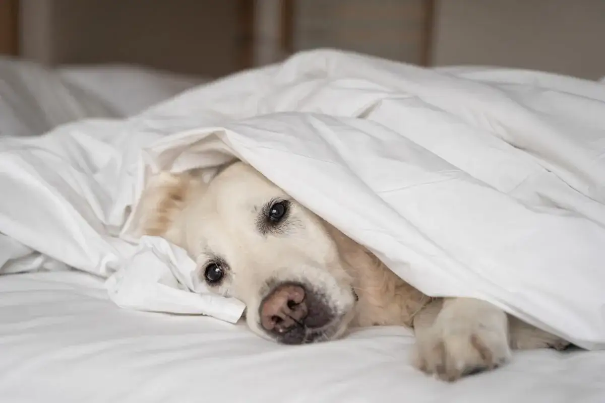 Złoty retriever pod białą kołdrą, wygląda na zmęczonego, jakby doświadczał skutków ubocznych phenoleptil.