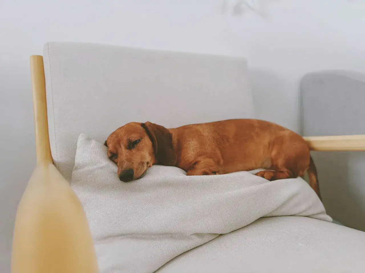 Jamnik odpoczywa na poduszce. Może pies kuleje na przednią łapę po wstaniu, ale teraz śpi.