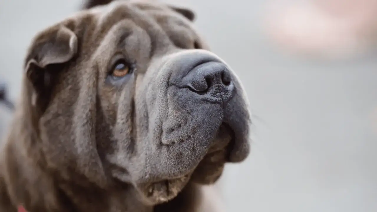 Uroczy, niebieski shar pei z charakterystycznymi zmarszczkami na pyszczku, patrzy w bok z zaciekawieniem.