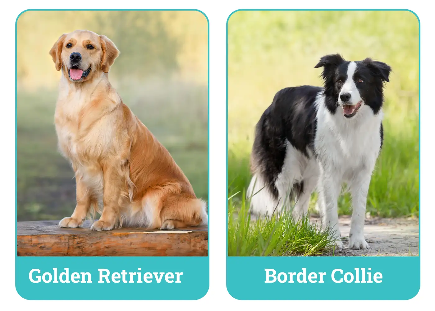Złoty retriever siedzi na ławce, a obok niego stoi border collie.