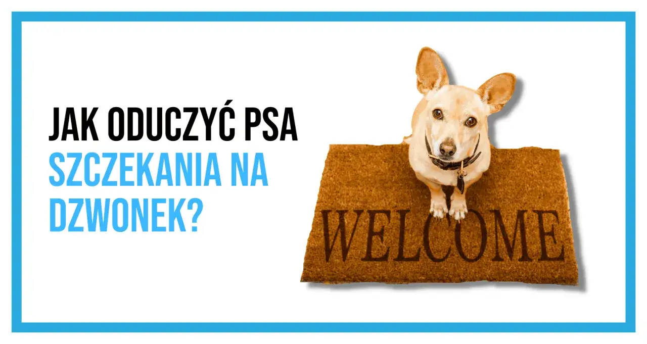 trening psa na dzwonek