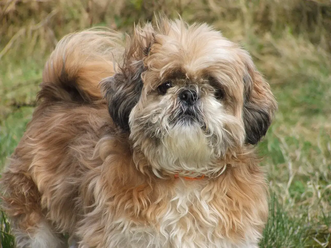 Puszysty piesek Shih Tzu z zaciekawieniem patrzy w obiektyw. Zastanawiasz się, czy psu można dać hydroksyzynę?