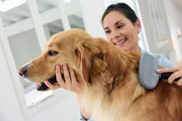 Zdjęcie Kiedy rośnie sierść golden retrievera? Poznaj kluczowe etapy rozwoju