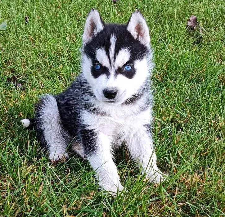 Zdjęcie Ile kosztuje husky z rodowodem? Poznaj ceny i ważne czynniki