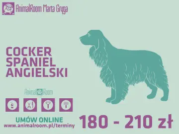 Elegancki cocker spaniel angielski czeka na profesjonalne strzyżenie w Animal Room. Cennik i rezerwacja online.