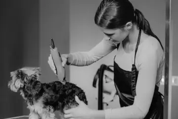 Profesjonalna groomerka używa maszynki do strzyżenia psa rasy Yorkshire Terrier.