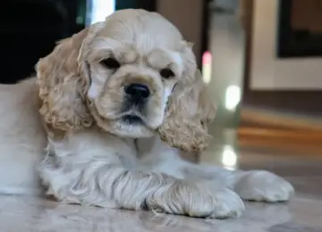 Cocker spaniel z ZKwP: przewodnik po hodowli i cenie