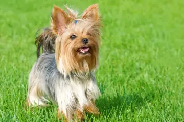 Yorkshire terrier na trawie, z wyrazem psiej inteligencji w oczach. Czy yorki są mądre? Ten maluch z pewnością daje do myślenia!