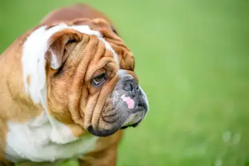 Smutny buldog angielski oddam. Ma brązowo-białe umaszczenie i charakterystyczne zmarszczki.