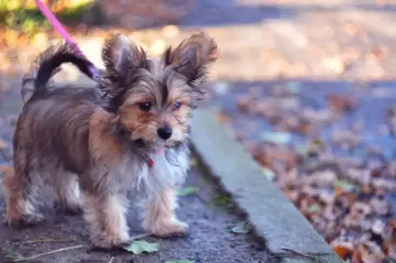Uroczy mieszaniec yorka z chihuahua na spacerze. Ma puszyste uszy i wesołe spojrzenie.