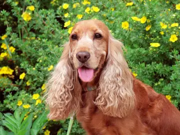Uśmiechnięty cocker spaniel w otoczeniu żółtych kwiatów. Czy cocker spaniel jest agresywny? Ten piesek wygląda na przyjaznego!