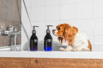 Uroczy piesek Cavalier King Charles Spaniel ciekawie węszy przy butelkach z odżywką dla psa długowłosego.