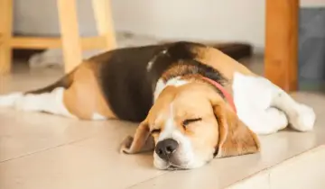 Śpiący beagle na podłodze. Może to jest odpowiedź na pytanie, dlaczego pies nie szczeka, gdy jest tak zmęczony.