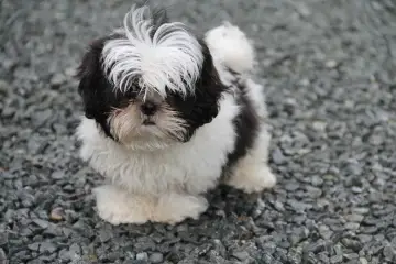 Uroczy szczeniak shih tzu czy maltańczyk z czarno-białą sierścią, z puszystą grzywką, stoi na żwirze.