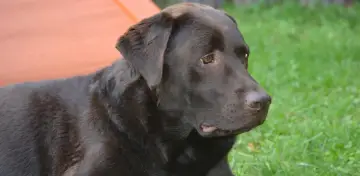 Czekoladowy labrador leży na trawie. Czy labrador jest agresywny? Ten łagodny piesek zaprzecza tej tezie.