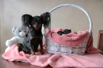 Uroczy rosyjski toy oddam. Mama czuwa nad śpiącymi szczeniaczkami w koszyku. Obok siedzi pluszowy miś.
