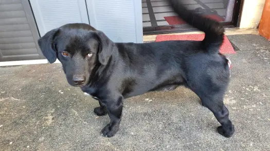 Dachsador: Jaki jest pies z jamnika i labradora? Przewodnik
