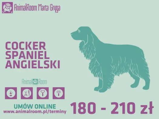 Strzyżenie Cocker Spaniela: Poradnik DIY i Wizyta u Groomera