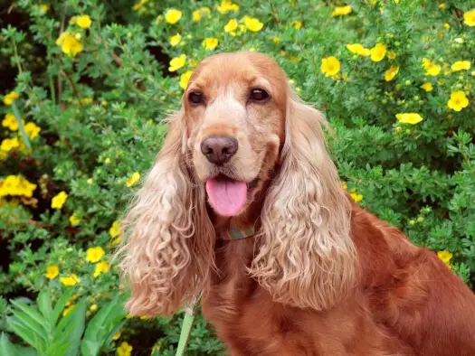 Cocker Spaniel agresywny? Poznaj prawdę i jak zapobiegać!