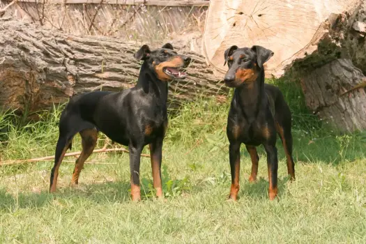 Manchester Terrier hodowla: Jak wybrać zdrowego szczeniaka?