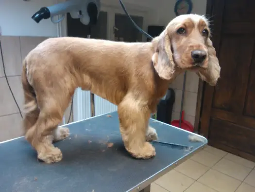 Cocker spaniel fryzury: przewodnik po strzyżeniu i pielęgnacji