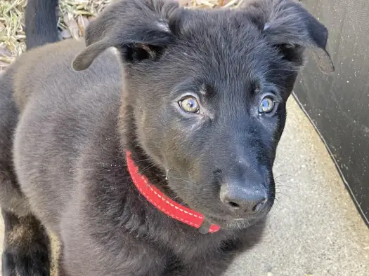 Sheprador: Mieszaniec Labradora i Owczarka - Poznaj Go!